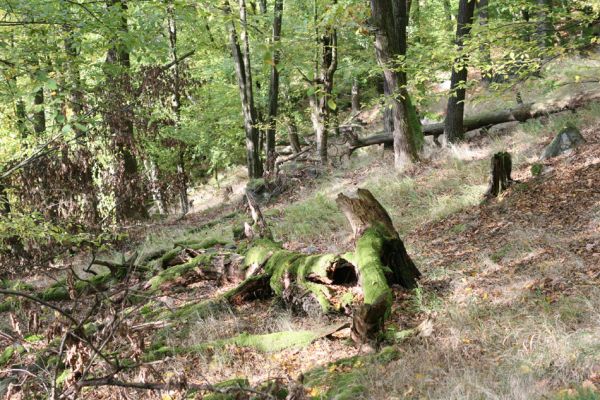 Březník, 14.10.2011
Kančí žlíbek, suťový les.
Klíčová slova: PR Údolí Oslavy Chvojnice Březník Kančí žlíbek