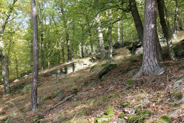 Březník, 14.10.2011
Kančí žlíbek, suťový les.
Klíčová slova: PR Údolí Oslavy Chvojnice Březník Kančí žlíbek