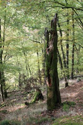 Březník, 14.10.2011
Kančí žlíbek, suťový les. Dub osídlený kovaříky Ampedus praeustus.
Mots-clés: PR Údolí Oslavy Chvojnice Březník Kančí žlíbek Ampedus praeustus