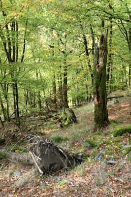 Březník, 14.10.2011
Kančí žlíbek, suťový les. Dub osídlený kovaříky Ampedus praeustus. 
Schlüsselwörter: PR Údolí Oslavy Chvojnice Březník Kančí žlíbek Ampedus praeustus