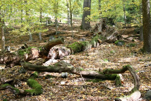 Březník, 14.10.2011
Kančí žlíbek, suťový les.
Schlüsselwörter: PR Údolí Oslavy Chvojnice Březník Kančí žlíbek