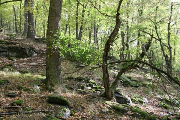 Březník, 14.10.2011
Kančí žlíbek, suťový les.
Schlüsselwörter: PR Údolí Oslavy Chvojnice Březník Kančí žlíbek