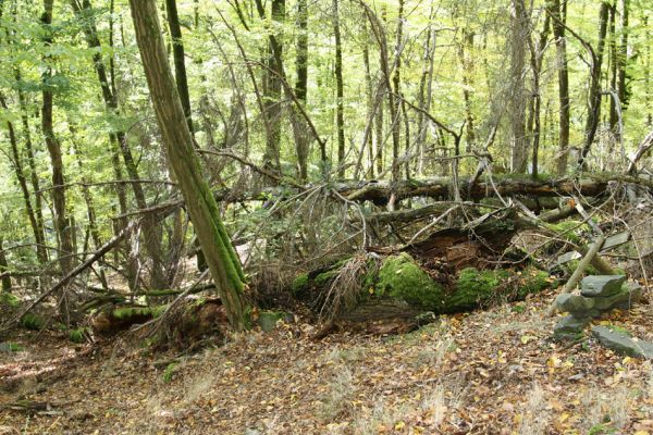 Březník, 14.10.2011
Kančí žlíbek, suťový les.
Klíčová slova: PR Údolí Oslavy Chvojnice Březník Kančí žlíbek