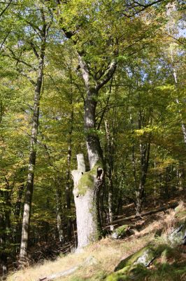 Březník, 14.10.2011
Kančí žlíbek, suťový les.
Klíčová slova: PR Údolí Oslavy Chvojnice Březník Kančí žlíbek