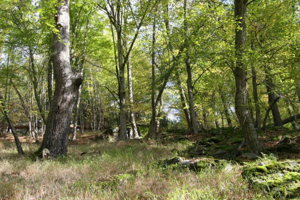 Březník, 14.10.2011
Kančí žlíbek, suťový les.
Schlüsselwörter: PR Údolí Oslavy Chvojnice Březník Kančí žlíbek