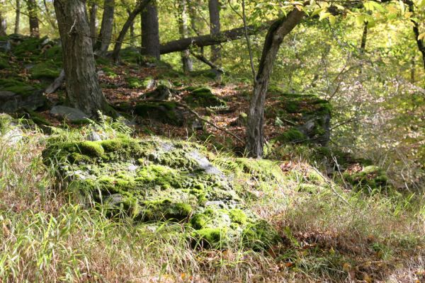 Březník, 14.10.2011
Kančí žlíbek, suťový les.
Mots-clés: PR Údolí Oslavy Chvojnice Březník Kančí žlíbek