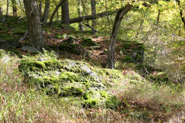 Březník, 14.10.2011
Kančí žlíbek, suťový les.
Klíčová slova: PR Údolí Oslavy Chvojnice Březník Kančí žlíbek