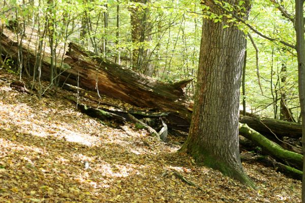 Březník, 14.10.2011
Kančí žlíbek, suťový les.
Schlüsselwörter: PR Údolí Oslavy Chvojnice Březník Kančí žlíbek