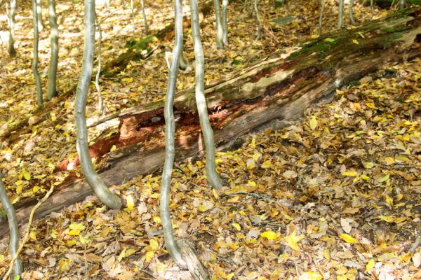 Březník, 14.10.2011
Kančí žlíbek, suťový les. Trouchnivý kmen dubu - biotop zdobence Gnorimus variabilis.
Klíčová slova: PR Údolí Oslavy Chvojnice Březník Kančí žlíbek Gnorimus variabilis