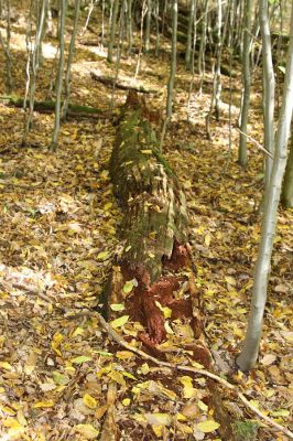 Březník, 14.10.2011
Kančí žlíbek, suťový les. Trouchnivý kmen dubu - biotop zdobence Gnorimus variabilis.
Klíčová slova: PR Údolí Oslavy Chvojnice Březník Kančí žlíbek Gnorimus variabilis
