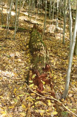 Březník, 14.10.2011
Kančí žlíbek, suťový les. Trouchnivý kmen dubu - biotop zdobence Gnorimus variabilis.
Mots-clés: PR Údolí Oslavy Chvojnice Březník Kančí žlíbek Gnorimus variabilis