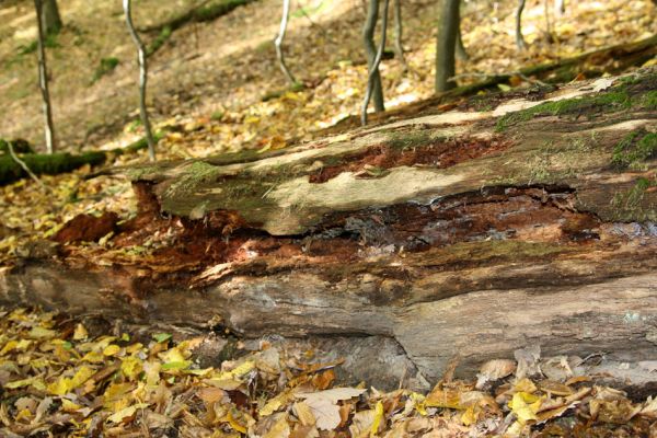 Březník, 14.10.2011
Kančí žlíbek, suťový les. Trouchnivý kmen dubu - biotop zdobence Gnorimus variabilis.
Mots-clés: PR Údolí Oslavy Chvojnice Březník Kančí žlíbek Gnorimus variabilis