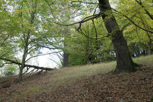 Březník, 14.10.2011
Kančí žlíbek, suťový les.
Klíčová slova: PR Údolí Oslavy Chvojnice Březník Kančí žlíbek