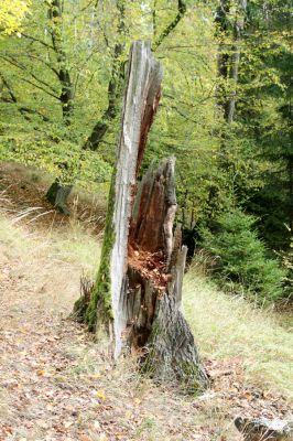 Březník, 14.10.2011
Kančí žlíbek, suťový les. Pahýl dubu osídlený kovaříky Ampedus brunnicornis
Klíčová slova: PR Údolí Oslavy Chvojnice Březník Kančí žlíbek Ampedus brunnicornis