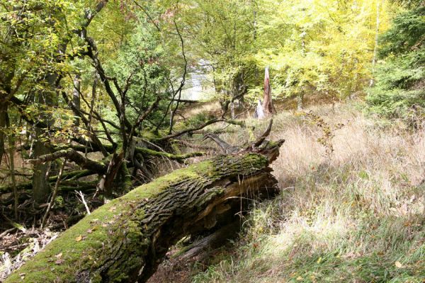 Březník, 14.10.2011
Kančí žlíbek, suťový les. 
Schlüsselwörter: PR Údolí Oslavy Chvojnice Březník Kančí žlíbek