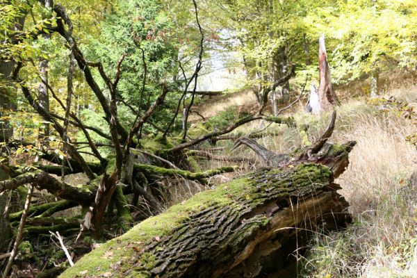 Březník, 14.10.2011
Kančí žlíbek, suťový les. 
Klíčová slova: PR Údolí Oslavy Chvojnice Březník Kančí žlíbek