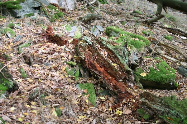 Březník, 14.10.2011
Kančí žlíbek, suťový les. Trouchnivý kmen dubu - biotop kovaříka Ampedus erythrogonus.
Klíčová slova: PR Údolí Oslavy Chvojnice Březník Kančí žlíbek Ampedus erythrogonus