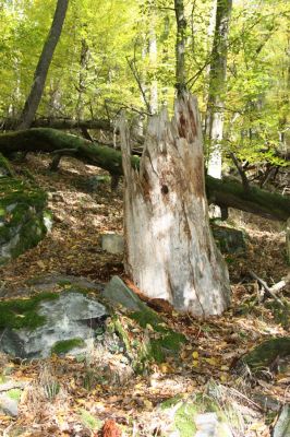 Březník, 14.10.2011
Kančí žlíbek, suťový les. 
Schlüsselwörter: PR Údolí Oslavy Chvojnice Březník Kančí žlíbek