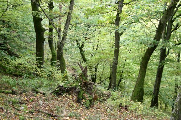 Březník, Lamberk, 14.10.2011
Suťový les v údolí Oslavy východně od Lamberka. 
Klíčová slova: PR Údolí Oslavy Chvojnice Březník Lamberk východ Aulonothroscus laticollis