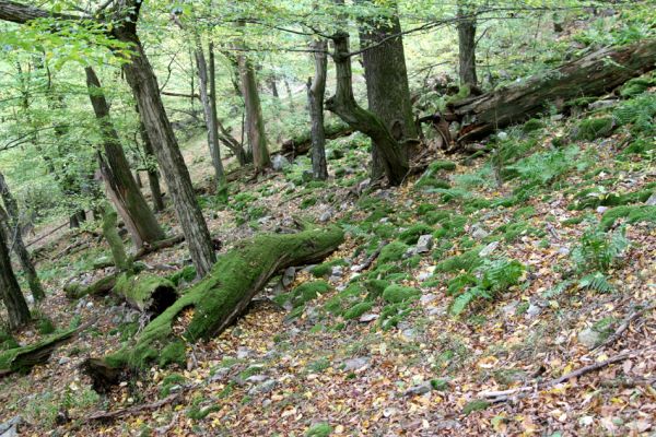Březník, Lamberk, 14.10.2011
Suťový les v údolí Oslavy východně od Lamberka. 
Klíčová slova: PR Údolí Oslavy Chvojnice Březník Lamberk východ Aulonothroscus laticollis Sericus subaeneus
