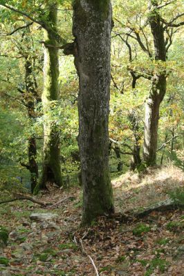 Březník, Lamberk, 14.10.2011
Suťový les v údolí Oslavy jižně od Lamberka.
Klíčová slova: PR Údolí Oslavy Chvojnice Březník Lamberk jih Ischnodes sanguinicollis páchník Osmoderma barnabita