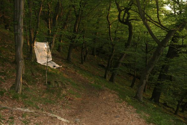 Březník, Lamberk, 28.6.2012
Suťový les v údolí Oslavy východně od Lamberka. 
Klíčová slova: PR Údolí Oslavy Chvojnice Březník Lamberk východ Aulonothroscus laticollis