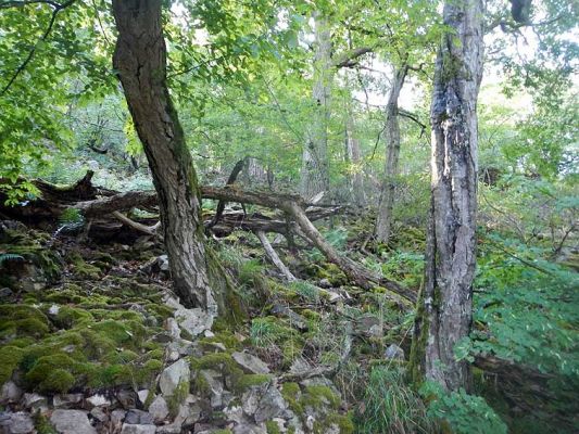 Březník, Lamberk, 29.5.2012
Suťový les v údolí Oslavy jižně od Lamberka.
Klíčová slova: PR Údolí Oslavy Chvojnice Březník Lamberk jih Aulonothroscus laticollis