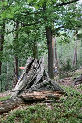 Březník, Lamberk, 29.6.2012
Suťový les v údolí Oslavy jižně od Lamberka.
Klíčová slova: PR Údolí Oslavy Chvojnice Březník Lamberk jih Aulonothroscus laticollis