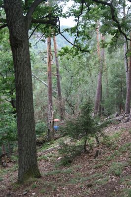 Březník, Lamberk, 29.6.2012
Suťový les v údolí Oslavy jižně od Lamberka.
Klíčová slova: PR Údolí Oslavy Chvojnice Březník Lamberk jih Aulonothroscus laticollis