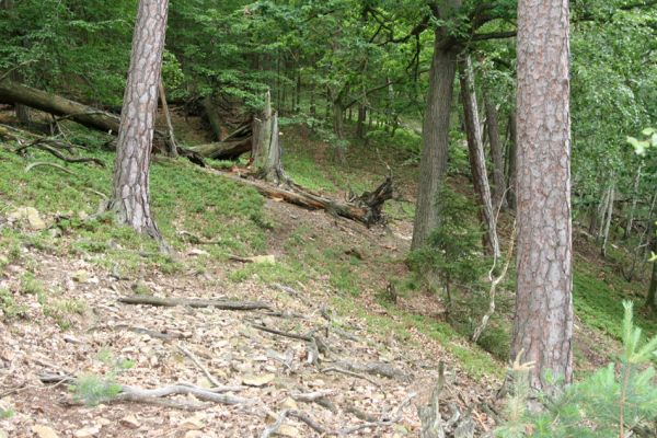 Březník, Lamberk, 29.6.2012
Suťový les v údolí Oslavy jižně od Lamberka. 
Klíčová slova: PR Údolí Oslavy Chvojnice Březník Lamberk jih Aulonothroscus laticollis