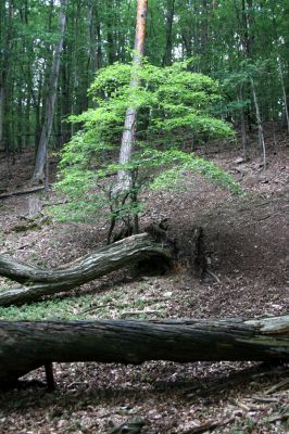 Březník, Lamberk, 29.6.2012
Suťový les v údolí Oslavy jižně od Lamberka. 
Klíčová slova: PR Údolí Oslavy Chvojnice Březník Lamberk jih Aulonothroscus laticollis