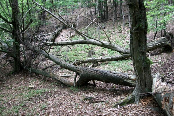 Březník, Lamberk, 29.6.2012
Suťový les v údolí Oslavy jižně od Lamberka. 
Schlüsselwörter: PR Údolí Oslavy Chvojnice Březník Lamberk jih Aulonothroscus laticollis