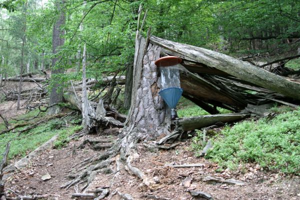 Březník, Lamberk, 29.6.2012
Suťový les v údolí Oslavy jižně od Lamberka. 
Schlüsselwörter: PR Údolí Oslavy Chvojnice Březník Lamberk jih Aulonothroscus laticollis