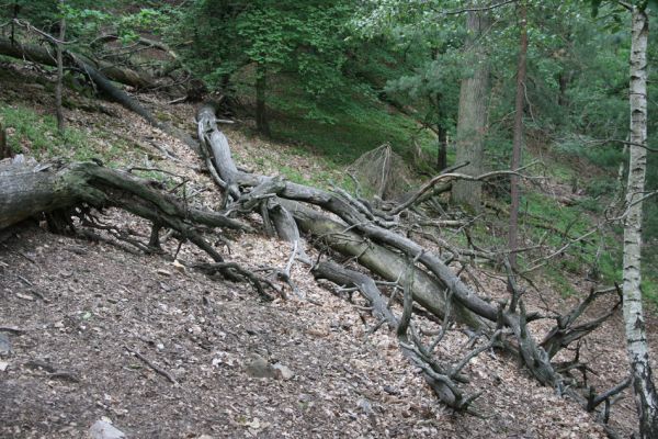 Březník, Lamberk, 29.6.2012
Suťový les v údolí Oslavy jižně od Lamberka. 
Schlüsselwörter: PR Údolí Oslavy Chvojnice Březník Lamberk jih Aulonothroscus laticollis