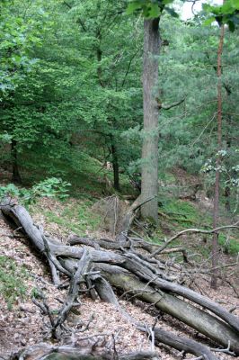 Březník, Lamberk, 29.6.2012
Suťový les v údolí Oslavy jižně od Lamberka. 
Schlüsselwörter: PR Údolí Oslavy Chvojnice Březník Lamberk jih Aulonothroscus laticollis