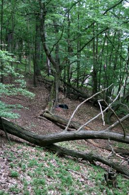 Březník, Lamberk, 29.6.2012
Suťový les v údolí Oslavy jižně od Lamberka. 
Schlüsselwörter: PR Údolí Oslavy Chvojnice Březník Lamberk jih Aulonothroscus laticollis