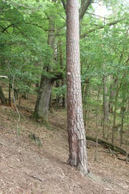 Březník, Lamberk, 29.6.2012
Suťový les v údolí Oslavy jižně od Lamberka. 
Klíčová slova: PR Údolí Oslavy Chvojnice Březník Lamberk jih Aulonothroscus laticollis