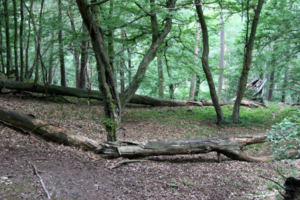 Březník, Lamberk, 29.6.2012
Suťový les v údolí Oslavy jižně od Lamberka. 
Schlüsselwörter: PR Údolí Oslavy Chvojnice Březník Lamberk jih Aulonothroscus laticollis