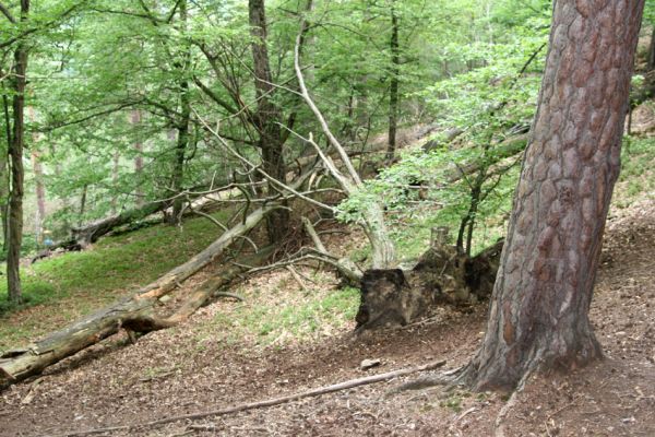 Březník, Lamberk, 29.6.2012
Suťový les v údolí Oslavy jižně od Lamberka. 
Schlüsselwörter: PR Údolí Oslavy Chvojnice Březník Lamberk jih Aulonothroscus laticollis