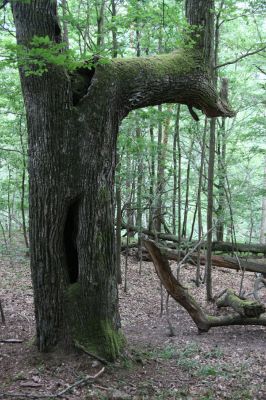 Březník, Lamberk, 29.6.2012
Suťový les v údolí Oslavy jižně od Lamberka. 
Klíčová slova: PR Údolí Oslavy Chvojnice Březník Lamberk jih Aulonothroscus laticollis