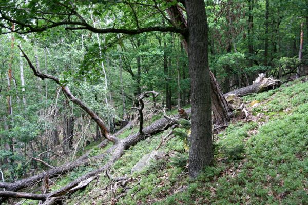 Březník, Lamberk, 29.6.2012
Suťový les v údolí Oslavy jižně od Lamberka. 
Schlüsselwörter: PR Údolí Oslavy Chvojnice Březník Lamberk jih Aulonothroscus laticollis