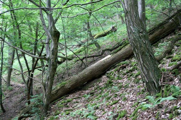 Březník, Lamberk, 29.6.2012
Suťový les v údolí Oslavy východně od Lamberka. 
Klíčová slova: PR Údolí Oslavy Chvojnice Březník Lamberk východ