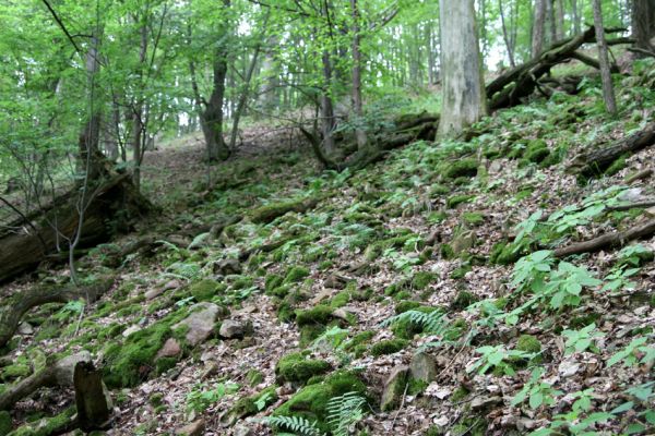 Březník, Lamberk, 29.6.2012
Suťový les v údolí Oslavy východně od Lamberka. 
Klíčová slova: PR Údolí Oslavy Chvojnice Březník Lamberk východ Sericus subaeneus