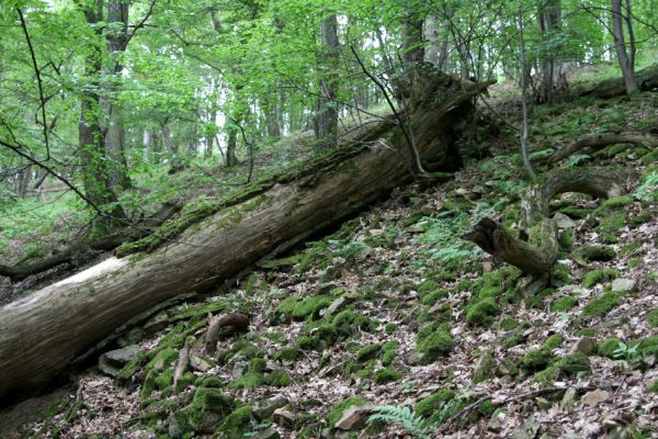 Březník, Lamberk, 29.6.2012
Suťový les v údolí Oslavy východně od Lamberka. 
Klíčová slova: PR Údolí Oslavy Chvojnice Březník Lamberk východ