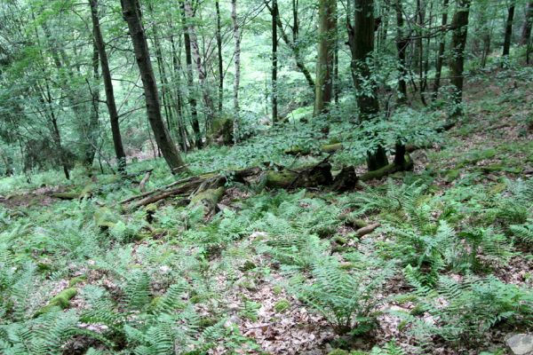 Březník, Lamberk, 29.6.2012
Suťový les v údolí Oslavy východně od Lamberka. 
Klíčová slova: PR Údolí Oslavy Chvojnice Březník Lamberk východ