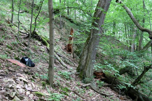 Březník, Lamberk, 29.6.2012
Suťový les v údolí Oslavy východně od Lamberka. 
Schlüsselwörter: PR Údolí Oslavy Chvojnice Březník Lamberk východ