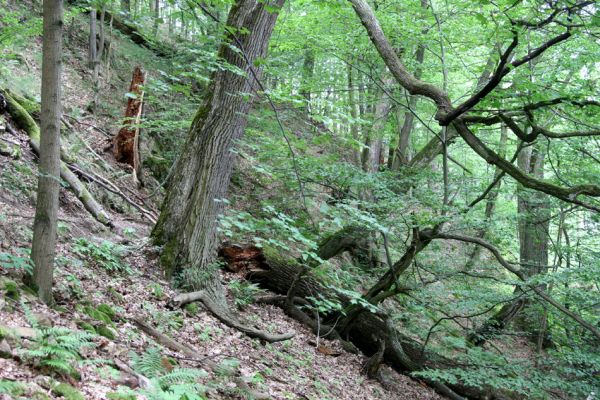 Březník, Lamberk, 29.6.2012
Suťový les v údolí Oslavy východně od Lamberka. 
Schlüsselwörter: PR Údolí Oslavy Chvojnice Březník Lamberk východ