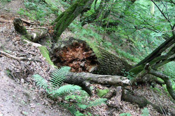 Březník, Lamberk, 29.6.2012
Suťový les v údolí Oslavy východně od Lamberka. 
Klíčová slova: PR Údolí Oslavy Chvojnice Březník Lamberk východ