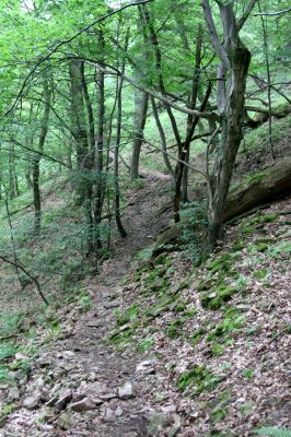 Březník, Lamberk, 29.6.2012
Suťový les v údolí Oslavy východně od Lamberka. 
Keywords: PR Údolí Oslavy Chvojnice Březník Lamberkvýchod