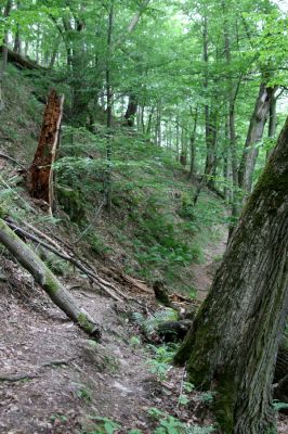 Březník, Lamberk, 29.6.2012
Suťový les v údolí Oslavy východně od Lamberka. 
Klíčová slova: PR Údolí Oslavy Chvojnice Březník Lamberk východ